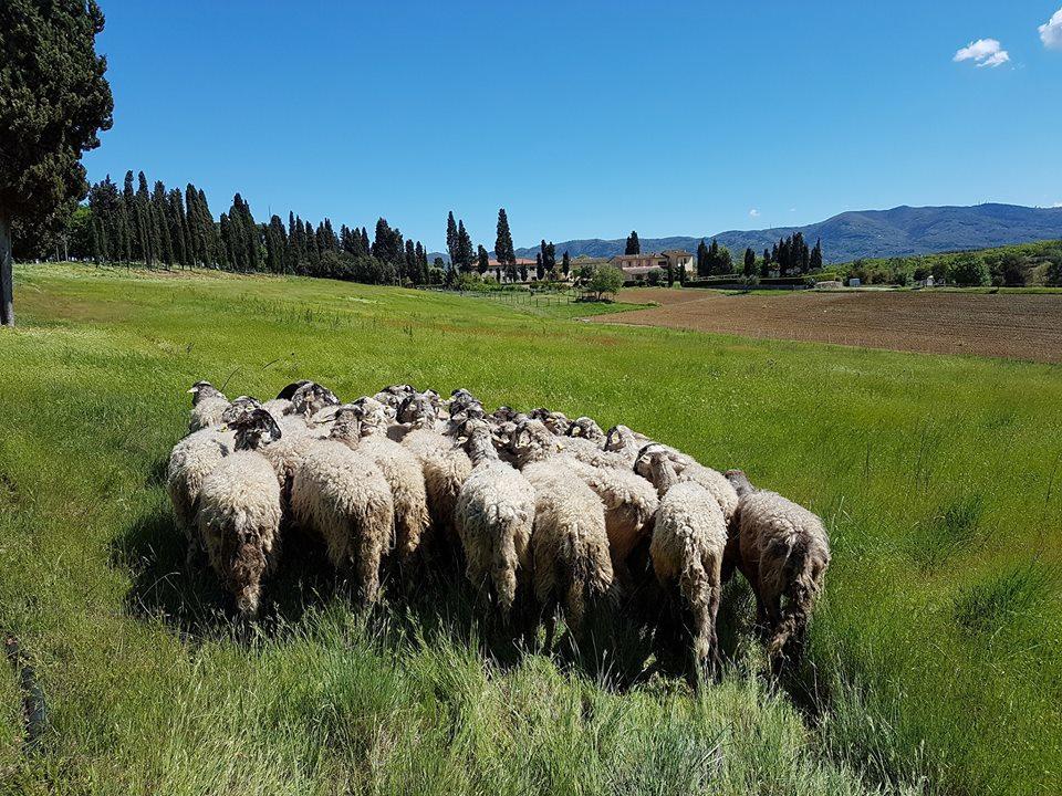 Agriturismo Fattoria Rozzalupi Cerreto Guidi Εξωτερικό φωτογραφία